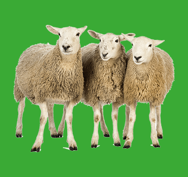 Hayvancılık Ekipmanları